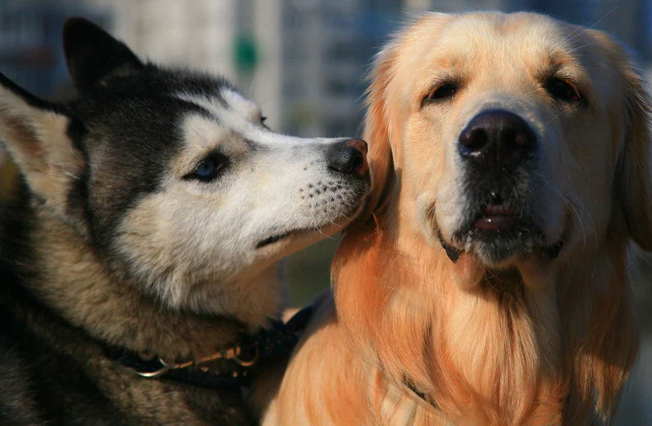 two dogs playing