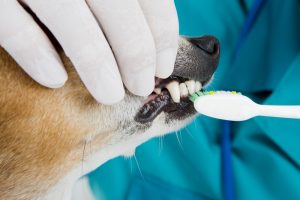 Veterinary dog Dentistry